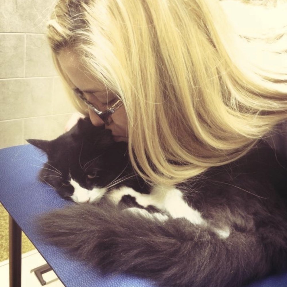 Veterinary Surgical Centers - Veterinarians Near Me - Vienna, Virginia Veterinary Surgical Centers - Veterinarians Near Me - Vienna, Virginia