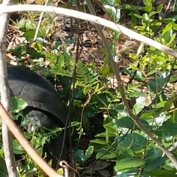 Erna Nixon Park - Tortoise eating on vegetation at the Park. - Parks Near Me - Melbourne, Florida