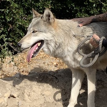 Wolf Connection - Community Service/Non-Profit Near Me Wolf Connection - Community Service/Non-Profit Near Me