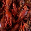 Lil Animals Crawfish gift card