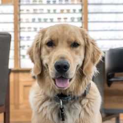Carillon Vision Care - Leo!