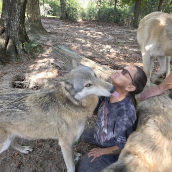 Seacrest Wolf Preserve - Zoos Near Me - Chipley, Florida Seacrest Wolf Preserve - Zoos Near Me - Chipley, Florida