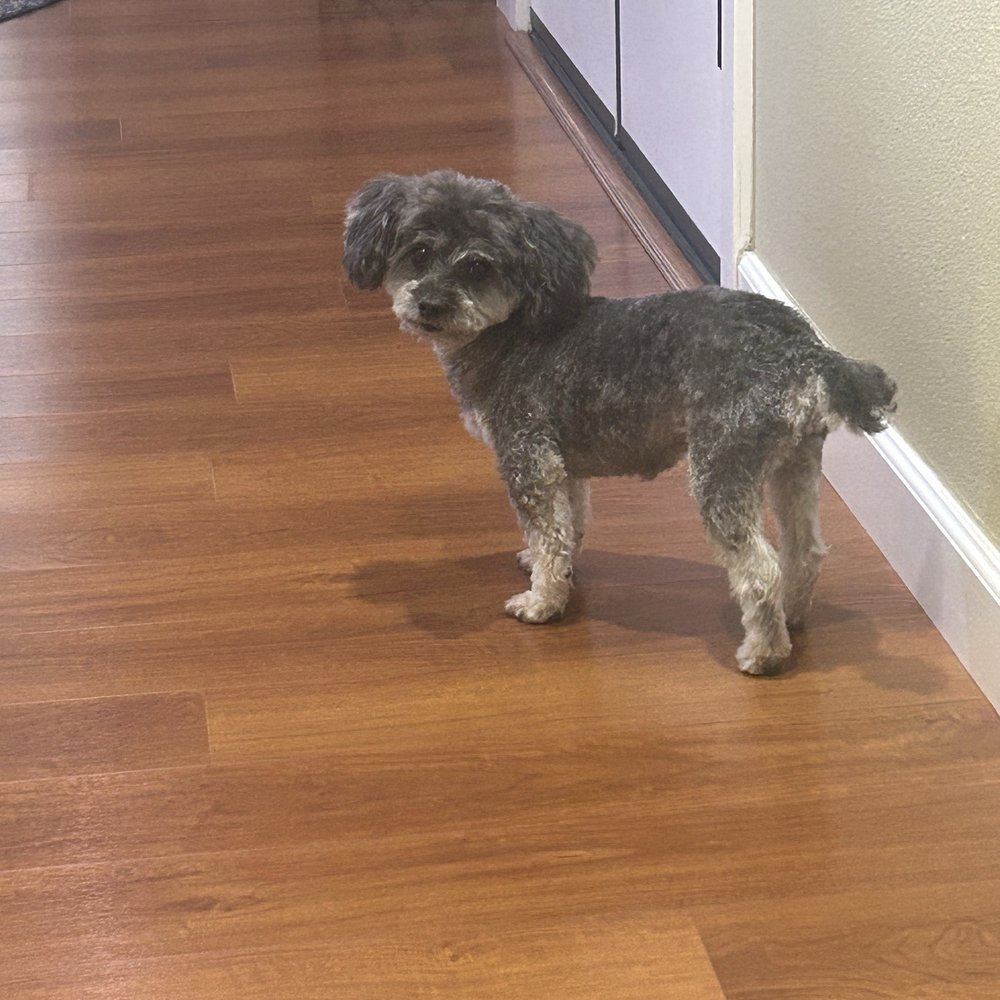 Underdog Pet Stylist - Crazy Kevin - Pet Groomers Near Me - Oxnard, California Underdog Pet Stylist - Crazy Kevin - Pet Groomers Near Me - Oxnard, California