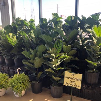 Produce Junction - a variety of plants for sale - Fruits & Veggies Near Me - Dover, Delaware