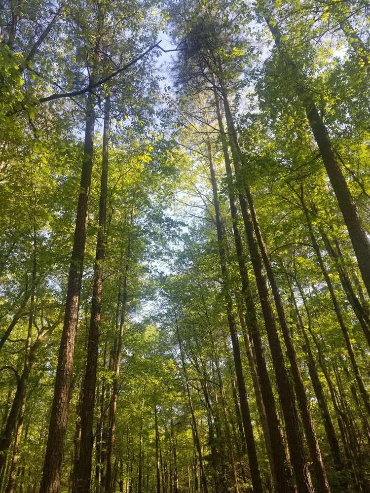 HARWOOD MILLS BIKE TRAILS Oriana Rd, Yorktown, Virginia Mountain