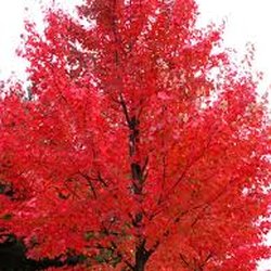 All Seasons Garden & Floral