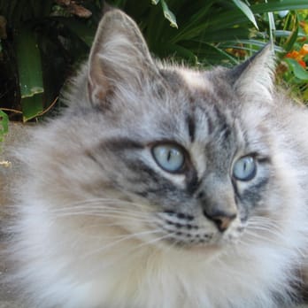 Paw Commons - Kitty Kitty LOVES Pat. She grooms Kitty (gives her a lion cut that is so adorable). - Pet Sitting Near Me - San Diego, California Paw Commons - Kitty Kitty LOVES Pat. She grooms Kitty (gives her a lion cut that is so adorable). - Pet Sitting Near Me - San Diego, California
