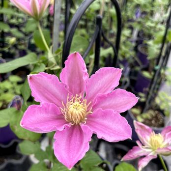 Ebert's Greenhouse Village - Perennial clematis - Nurseries & Gardening Near Me - Ixonia, Wisconsin Ebert's Greenhouse Village - Perennial clematis - Nurseries & Gardening Near Me - Ixonia, Wisconsin