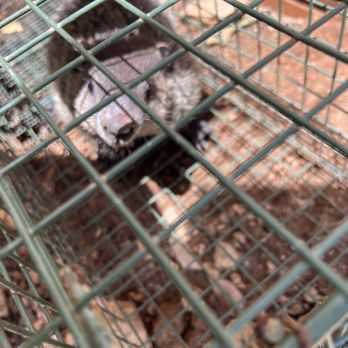 AA Wildlife and Pest Control - Pest Control Near Me - Huntersville, North Carolina