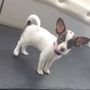 Photo of Pups N Suds Mobile Grooming