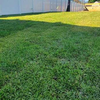 Aloha Ainascape - a green lawn with a white fence and palm trees - Landscaping Near Me