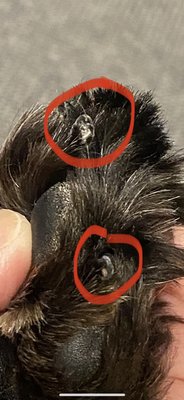 Puppy Love Pet Groomers