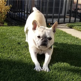 Poopie Patrol - Frenchie practicing yoga - Pet Waste Removal Near Me - Dallas, Texas Poopie Patrol - Frenchie practicing yoga - Pet Waste Removal Near Me - Dallas, Texas