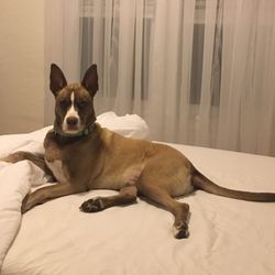 Reigning Cats and Dogs of Jacksonville LLC