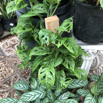 Clement Nursery - Nurseries & Gardening Near Me - San Francisco, California