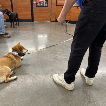 PetSmart - My Shiba Inu being trained by the best dog trainer Ryan at Petsmart on Walden Ave - Pet Training Near Me - Cheektowaga, New York