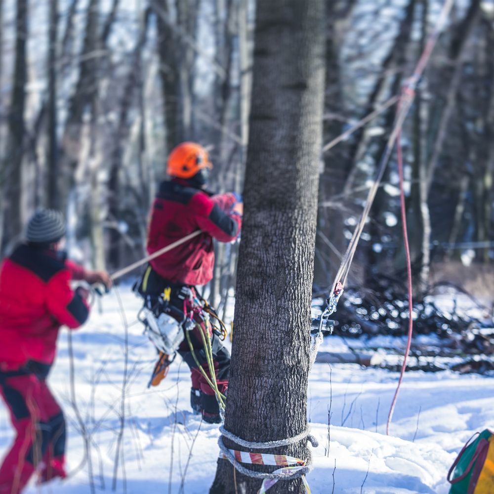 Paul Budget Tree Cutters - tree service in Philadelphia, PA