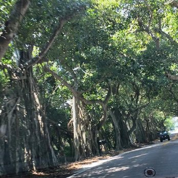 Banyan Tree Tunnel - Hiking Near Me - Stuart, Florida Banyan Tree Tunnel - Hiking Near Me - Stuart, Florida