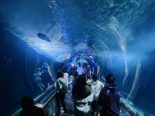 Aquarium of the Bay by null