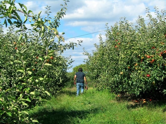 Apple Hill Farm by null
