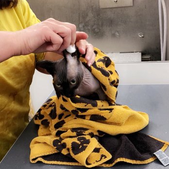 hooked on a feline cat grooming