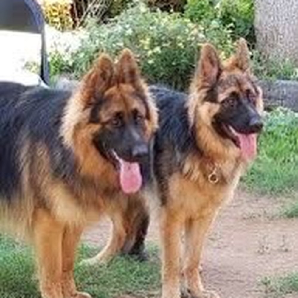 Chenal Pet Palace - Pet Groomers Near Me - Little Rock, Arkansas