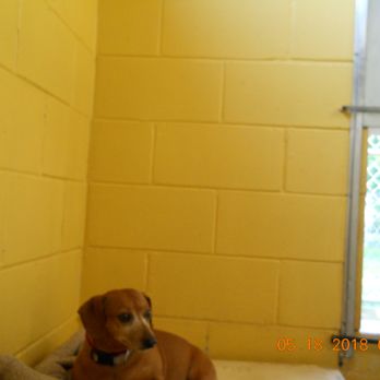 Crestview Kennels - Pet Sitting Near Me - Crestview, Florida Crestview Kennels - Pet Sitting Near Me - Crestview, Florida