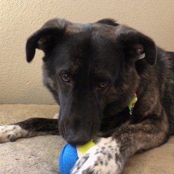 Pin Up Pets - Pet Groomers Near Me - Chandler, Arizona Pin Up Pets - Pet Groomers Near Me - Chandler, Arizona