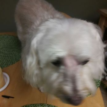 A Royal Pet Grooming - Pet Groomers Near Me - Palmdale, California A Royal Pet Grooming - Pet Groomers Near Me - Palmdale, California
