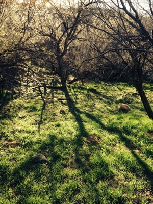 Catalina State Park by null