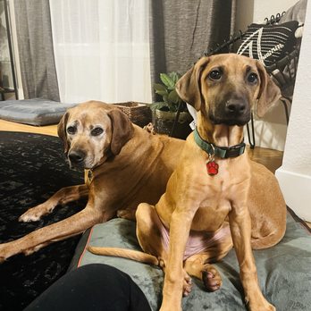 Suwedi Ridgebacks - Ruby did well navigating an older dogs boundaries. - Pet Breeders Near Me