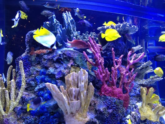 Rainforest Cafe by null