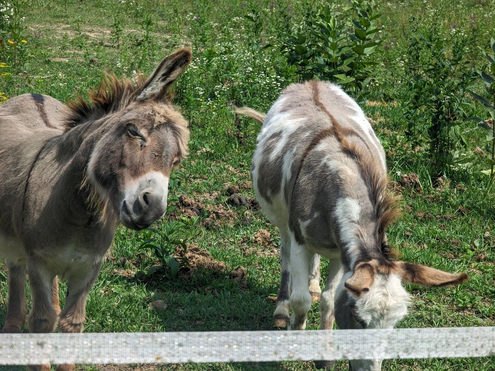 ROWLEY CREEK LAVENDER FARM Updated September 2024 20 Photos