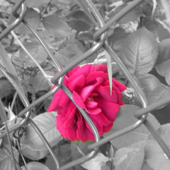 Royal Entertainment - Color Splash Photos - Photo Booth Rentals Near Me - South Hackensack, New Jersey Royal Entertainment - Color Splash Photos - Photo Booth Rentals Near Me - South Hackensack, New Jersey