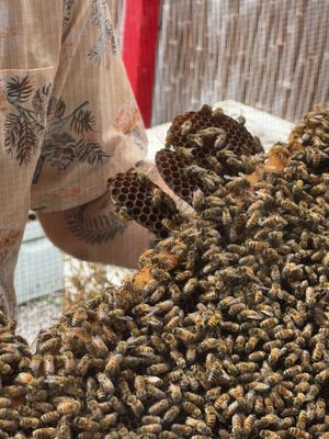 Big Island Bees by null