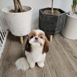 Sunny Dog Grooming & Spa - Ginger post groom