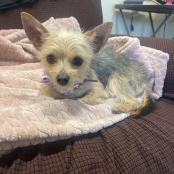 The Doggery - Chorkie  Chouli - Pet Groomers Near Me - Northridge, California