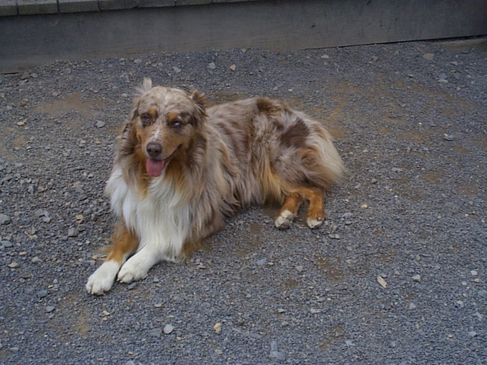 PENNS VALLEY KENNELS Updated September 2024 981 Lower