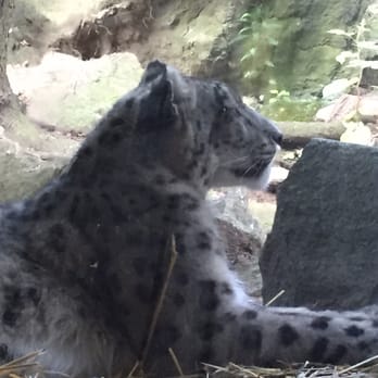 Bronx Zoo - Snow leopard - he was sleepy we got lucky to get pics of him sitting up - Zoos Near Me - Bronx, New York