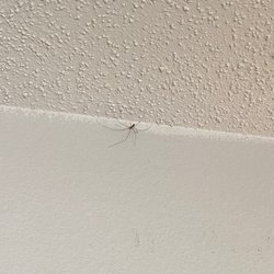 Springbrook Apartments At Northtown - spiders everywhere