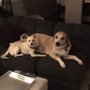 Photo of Four Dog Paws