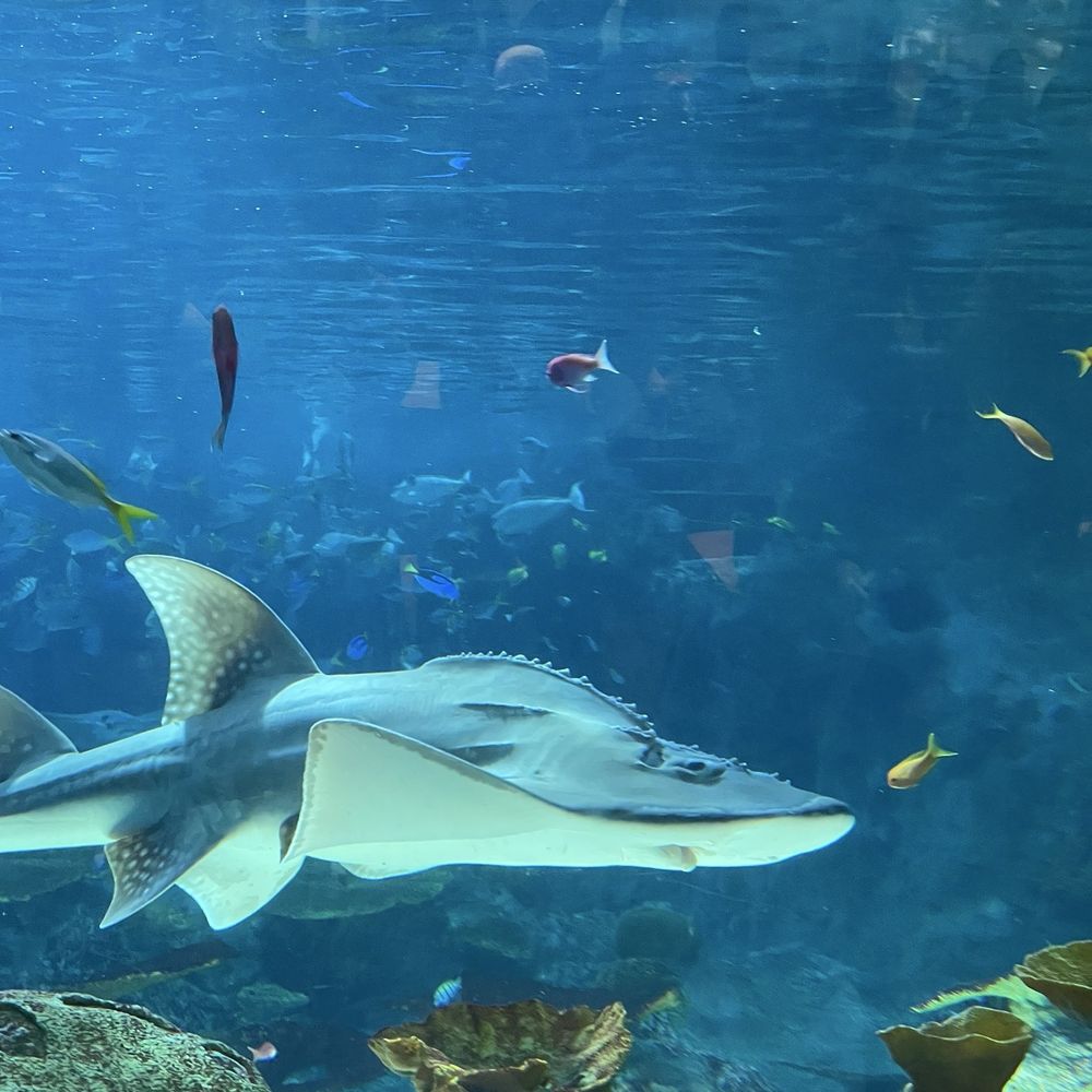 Seattle Aquarium - Aquariums Near Me - Seattle, Washington Seattle Aquarium - Aquariums Near Me - Seattle, Washington