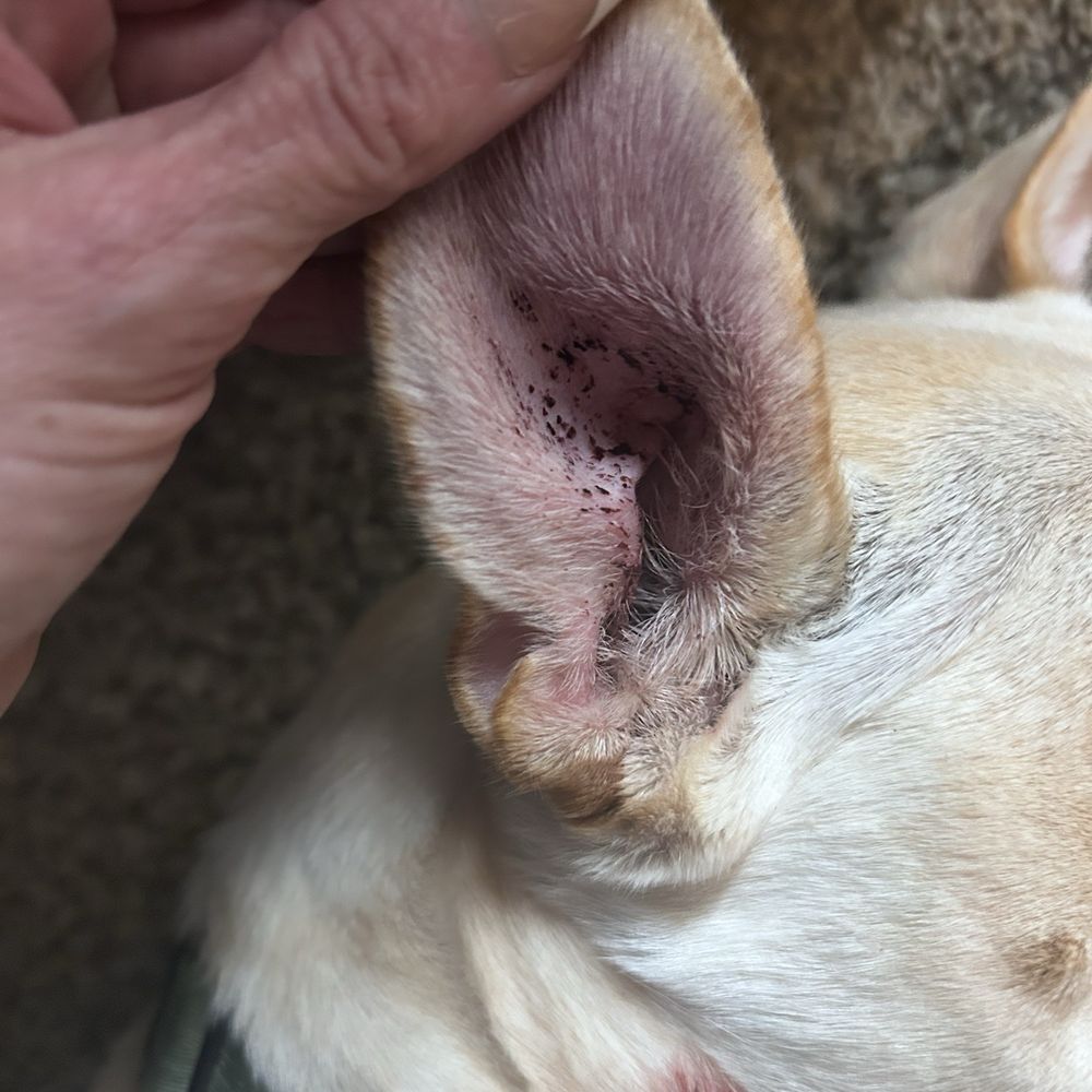 Hounds Town - Jacksonville Beach Blvd - Dried blood I'm assuming - Pet Groomers Near Me - Jacksonville, Florida