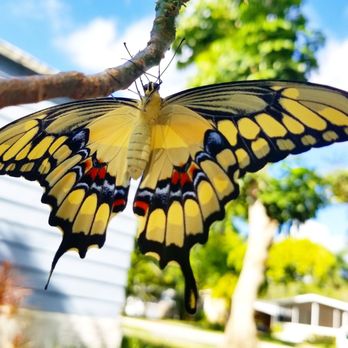 Florida Nursery Mart - Giant Swallowtail from Wild Lime Tree - Landscaping Near Me - Davie, Florida Florida Nursery Mart - Giant Swallowtail from Wild Lime Tree - Landscaping Near Me - Davie, Florida