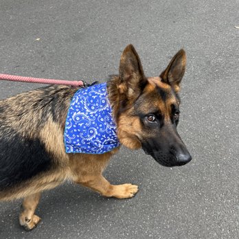 Darien Doggy Duo - Dog Walkers Near Me Darien Doggy Duo - Dog Walkers Near Me