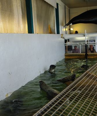 Seaside Aquarium by null