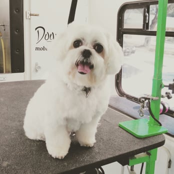 Dogma Mobile Grooming Spa - Soooo are we done? - Pet Groomers Near Me Dogma Mobile Grooming Spa - Soooo are we done? - Pet Groomers Near Me