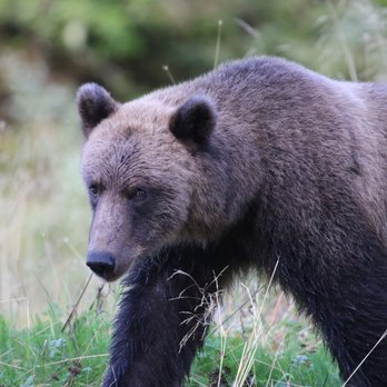 Wild Bear Safari - Costal Brown Bears are the same species as the Grizzly but bigger! - Tours Near Me Wild Bear Safari - Costal Brown Bears are the same species as the Grizzly but bigger! - Tours Near Me