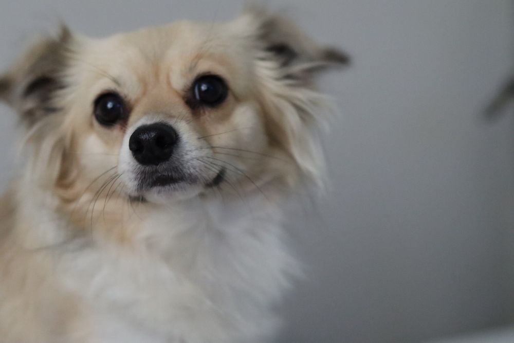 The Better Bark Dog Grooming Image