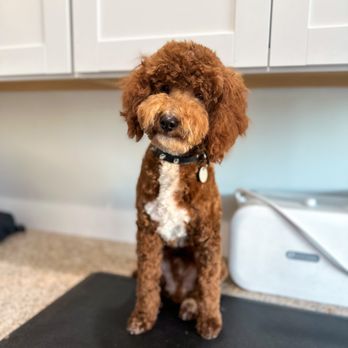 POISED POODLES - Updated December 2025 - Queen Creek, Arizona